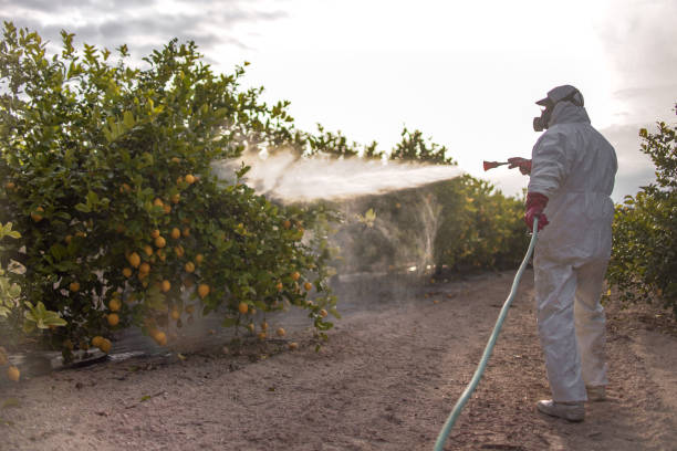 Best Affordable Pest Control Services  in Boulder Creek, CA