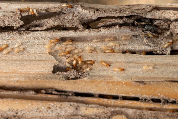 Pest Control Cost in Boulder Creek, CA